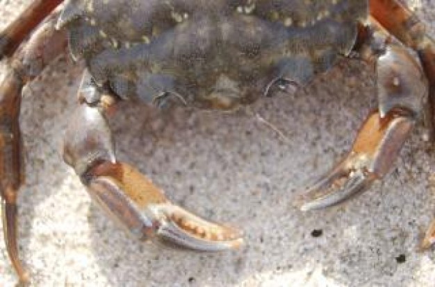 Denmark crab Cinnamon danish about European Union Baking